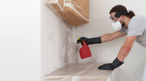 Professional Attic Mold Remediation technician working in Evanston, IL
