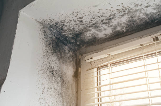 Affordable Attic Mold Remediation solutions in Evanston, IL
